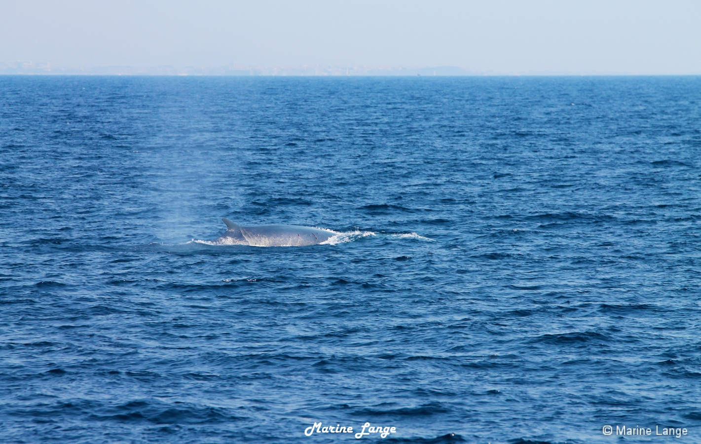 Rorqual commun (baleine)