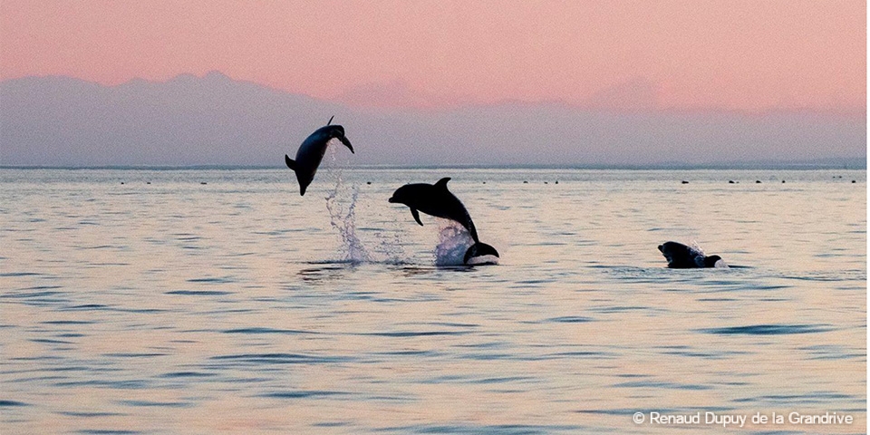 Sauts de grand dauphins