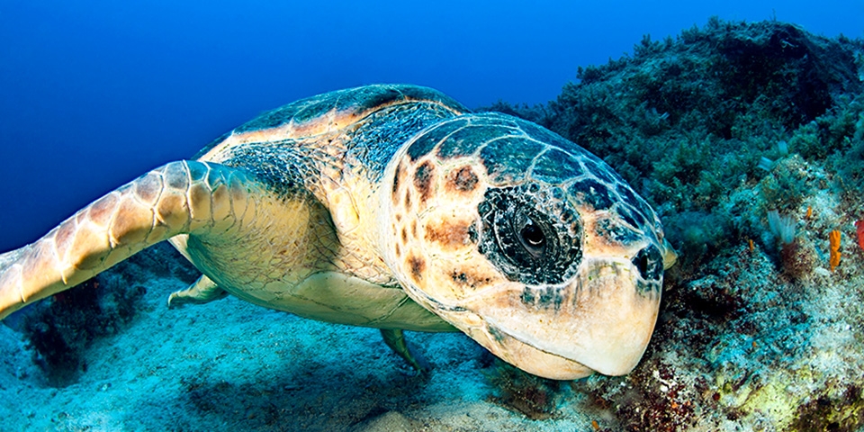 Les tortues marines