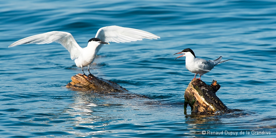 Oiseaux marins