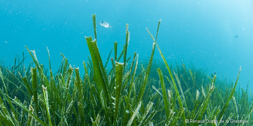 Les habitats marins