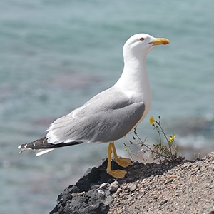 Oiseaux marins