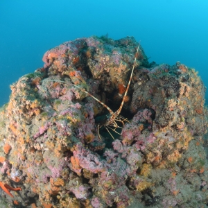 Les habitats marins