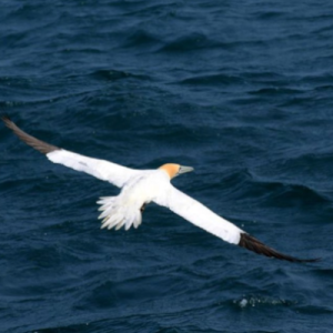 Suivis d'espèces depuis la surface