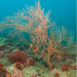 Suivis d'espèces en plongée