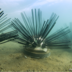 Habitats artificiels