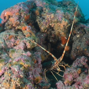 Le cantonnement de pêche