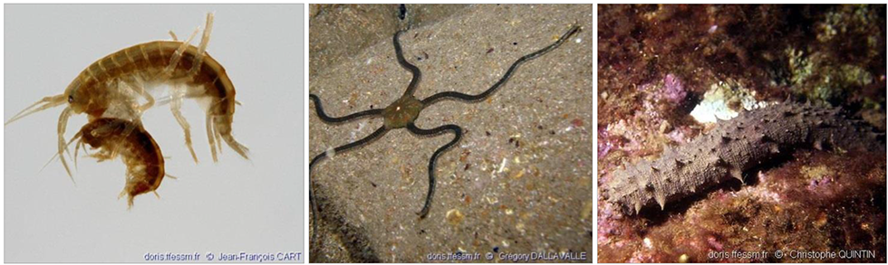 Gammares (à gauche), ophiure (au centre) et holothurie (à droite)