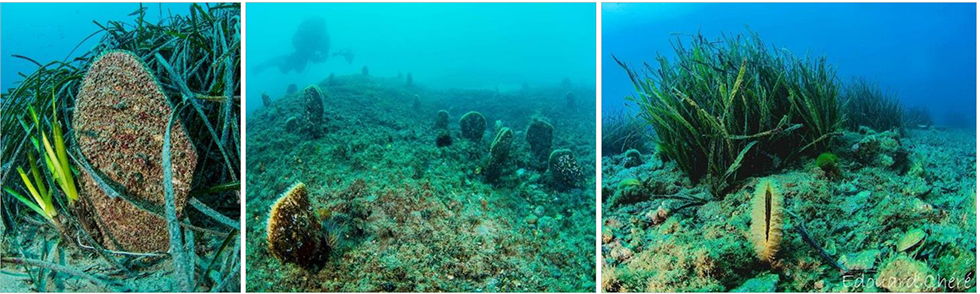 Grandes nacres (Pinna nobilis)