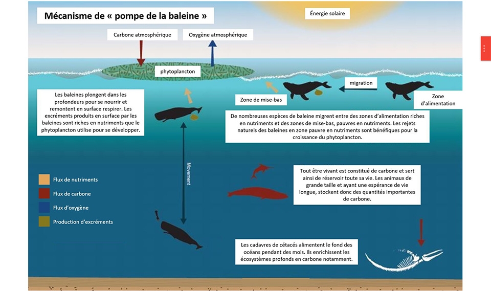 Mécanisme de "pompe de la baleine"