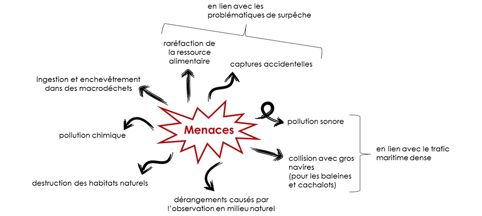 Menaces sur les cétacés