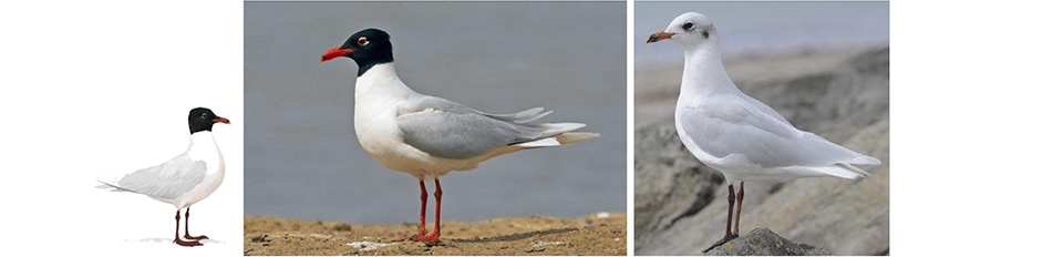 Mouettes mélanocéphales adultes avec plumage d'été (à gauche et au centre) et plumage d'hiver (à droite)