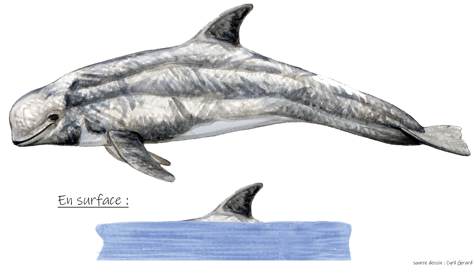 Le dauphin de Risso