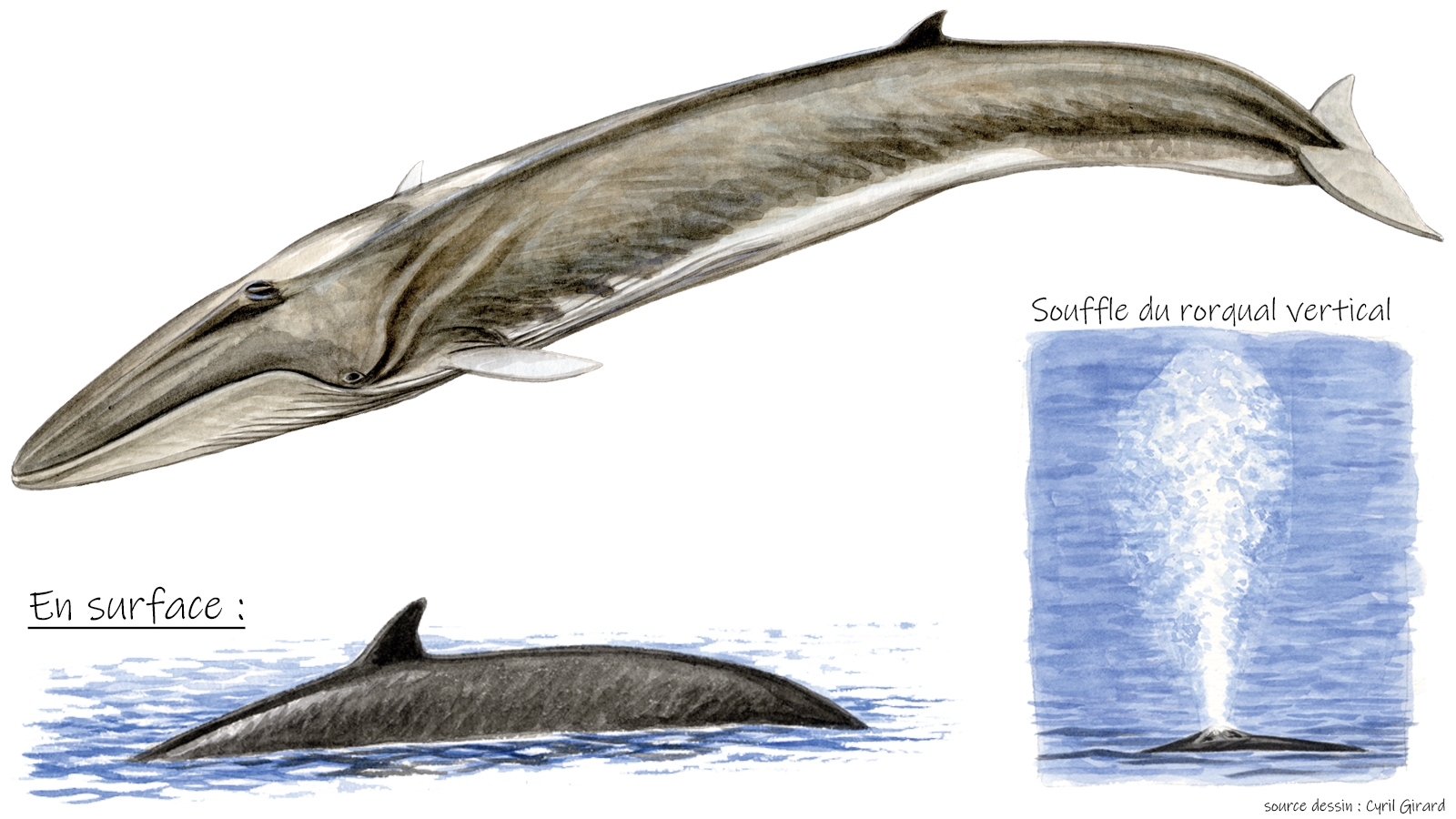 Le rorqual commun