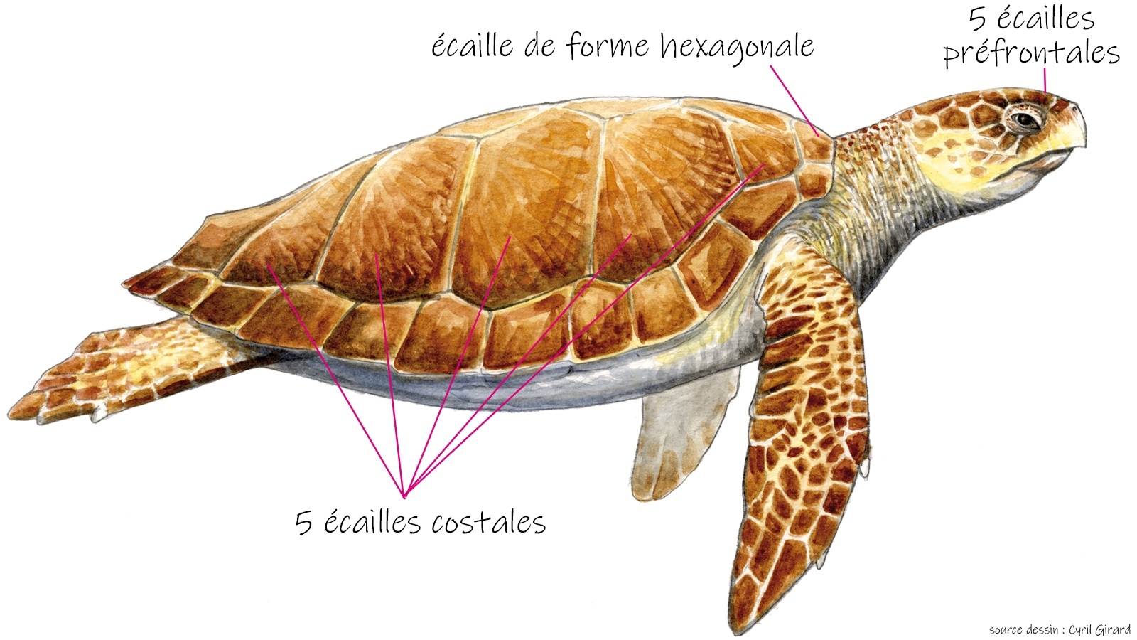 Tortue caouanne