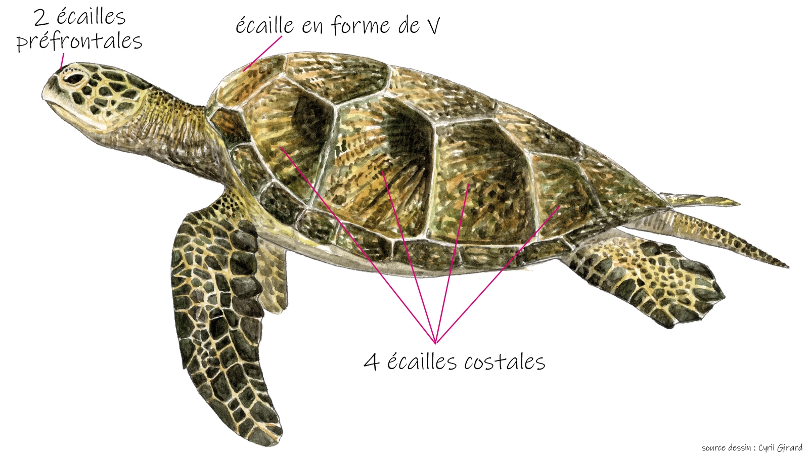 Tortue verte