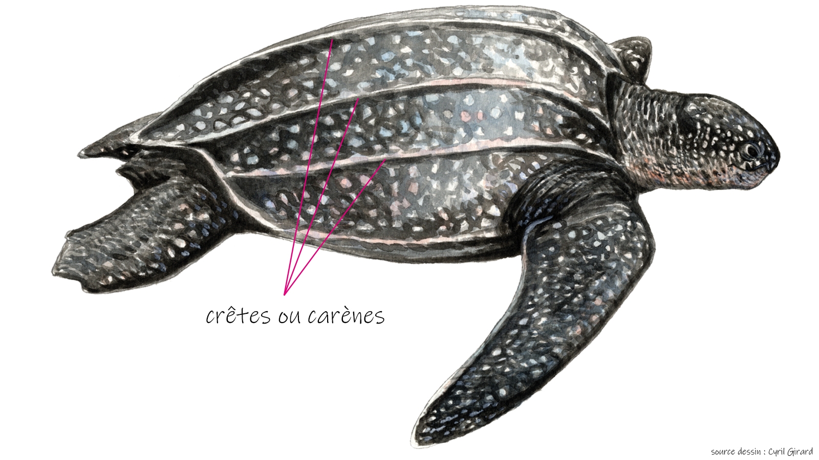 Tortue luth