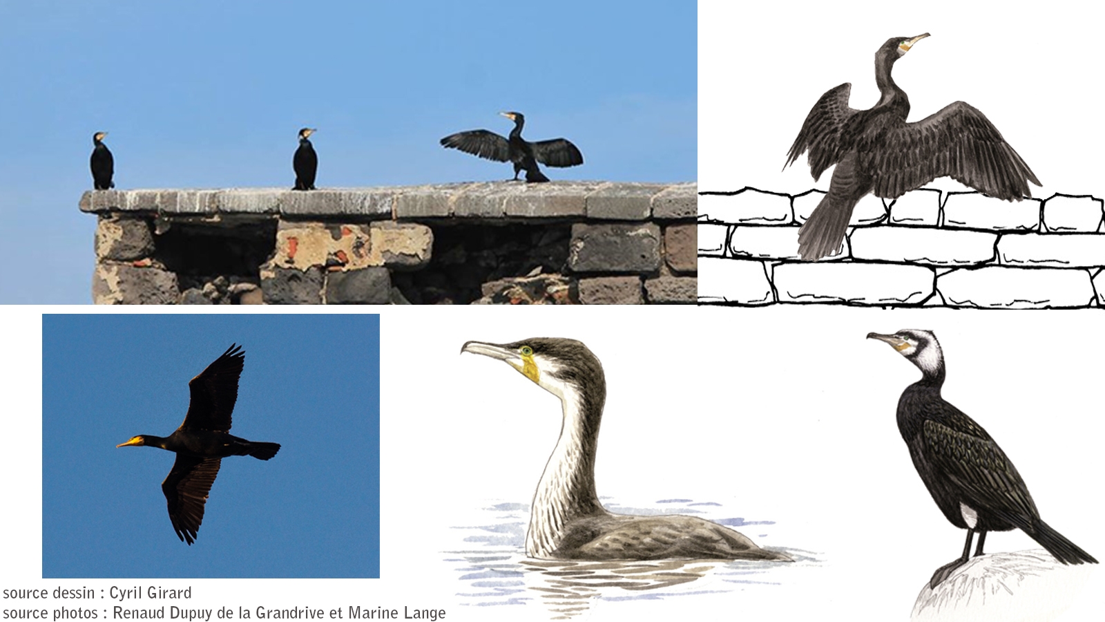 Grands cormorans