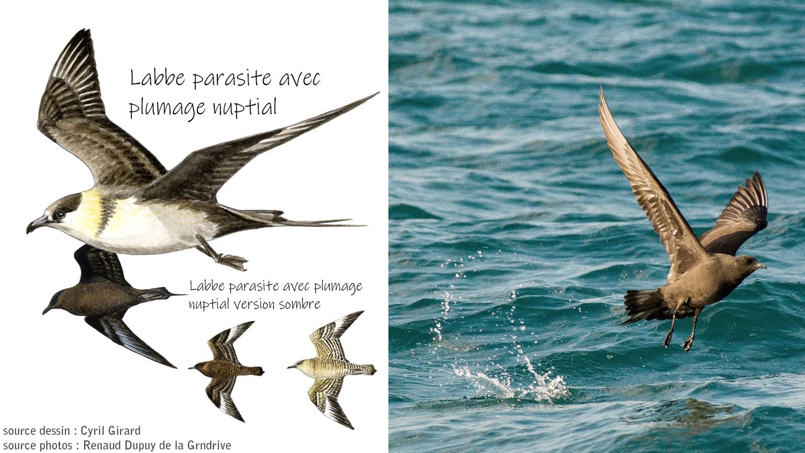Labbe parasite