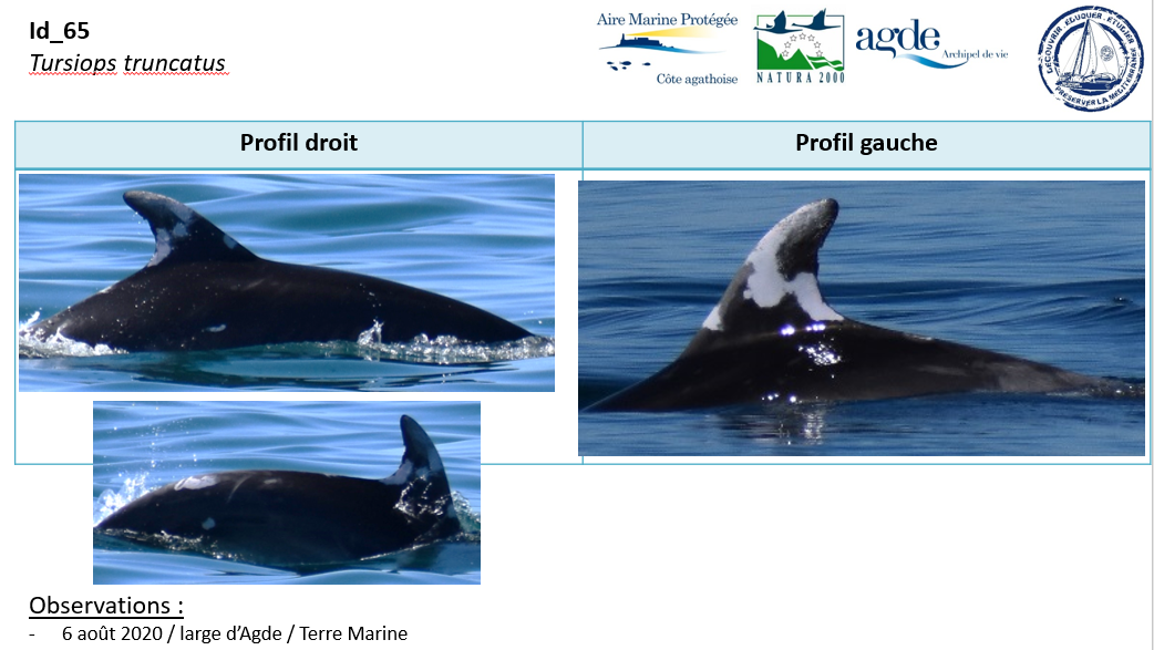 Extrait du catalogue de photoID du grand dauphin de l'AMP
