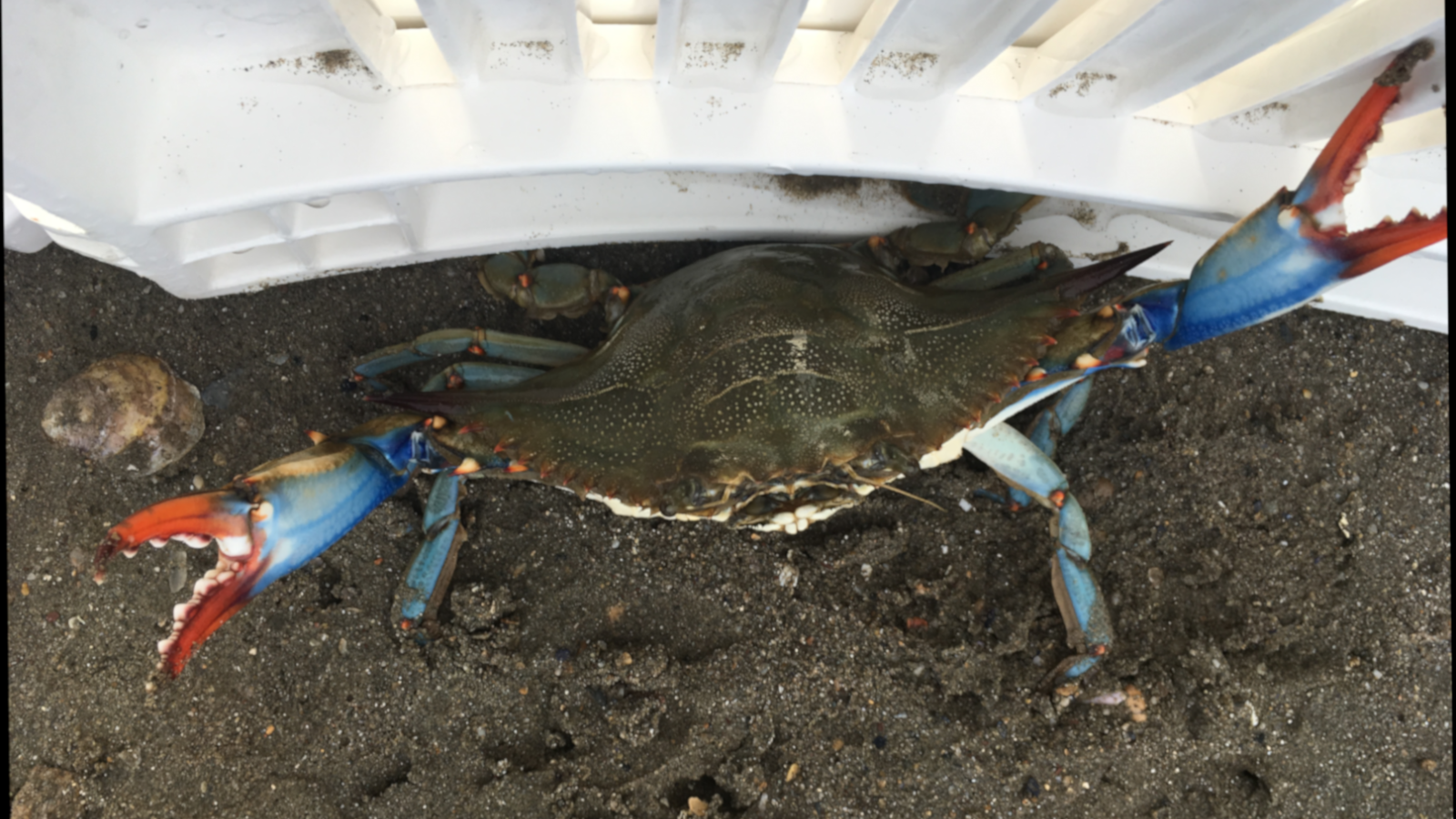 Crabe bleu