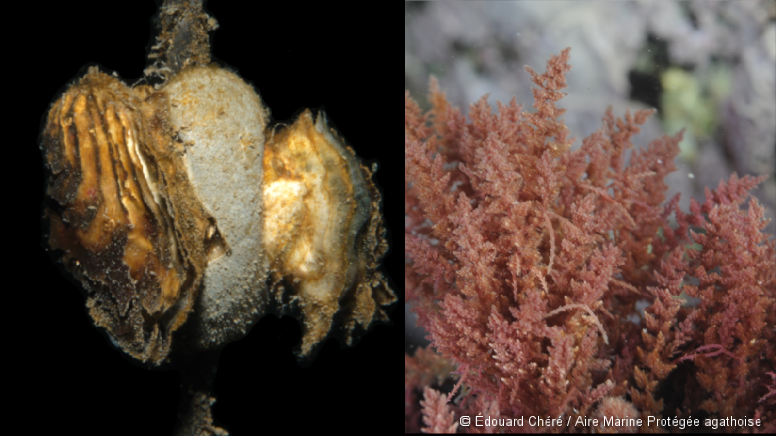 Exemples d'espèces envahissantes : l'huitre creuse (à gauche) et l'algue Asparagopsis armata (à droite)