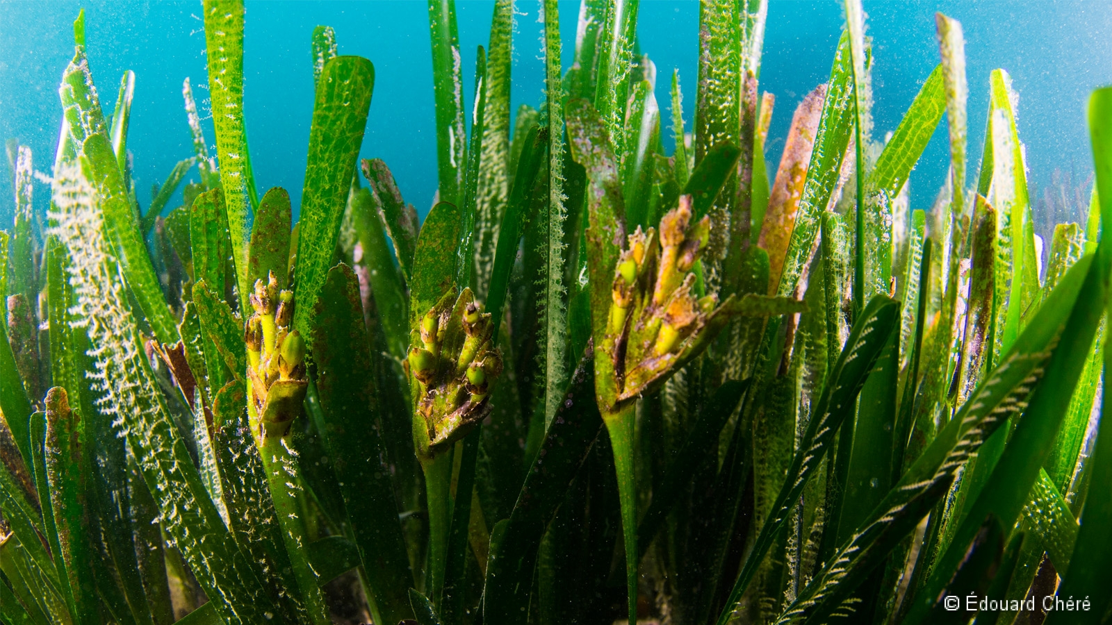 Olive de mer : fruit de la posidonie