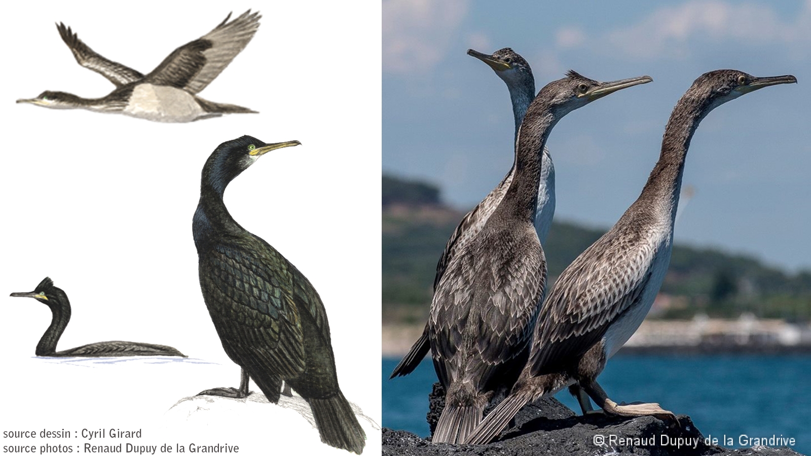 Cormorans huppés