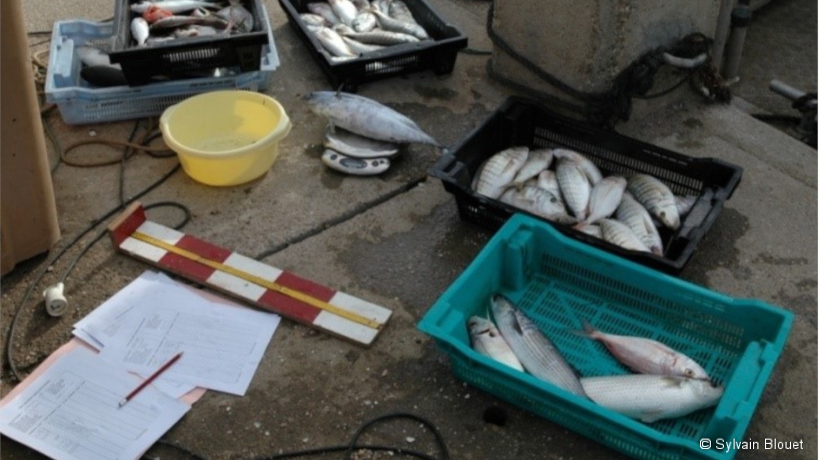 Suivi d'un débarquement de pêche expérimentale