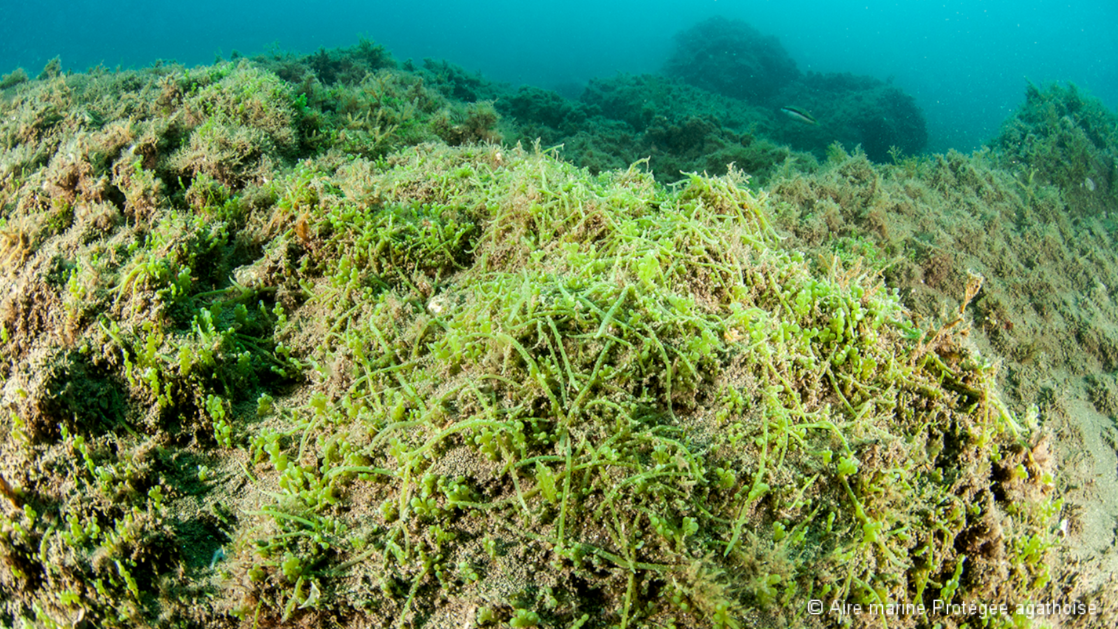C. cylindracea