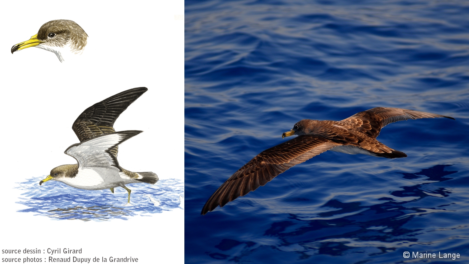 Puffins de Scopoli