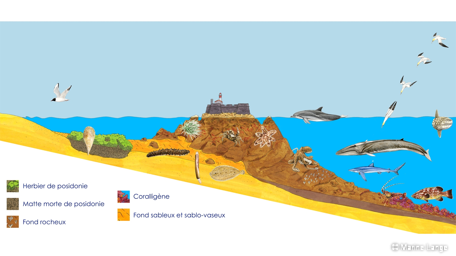 Jeu sur les habitats et les espèces méditerranéennes