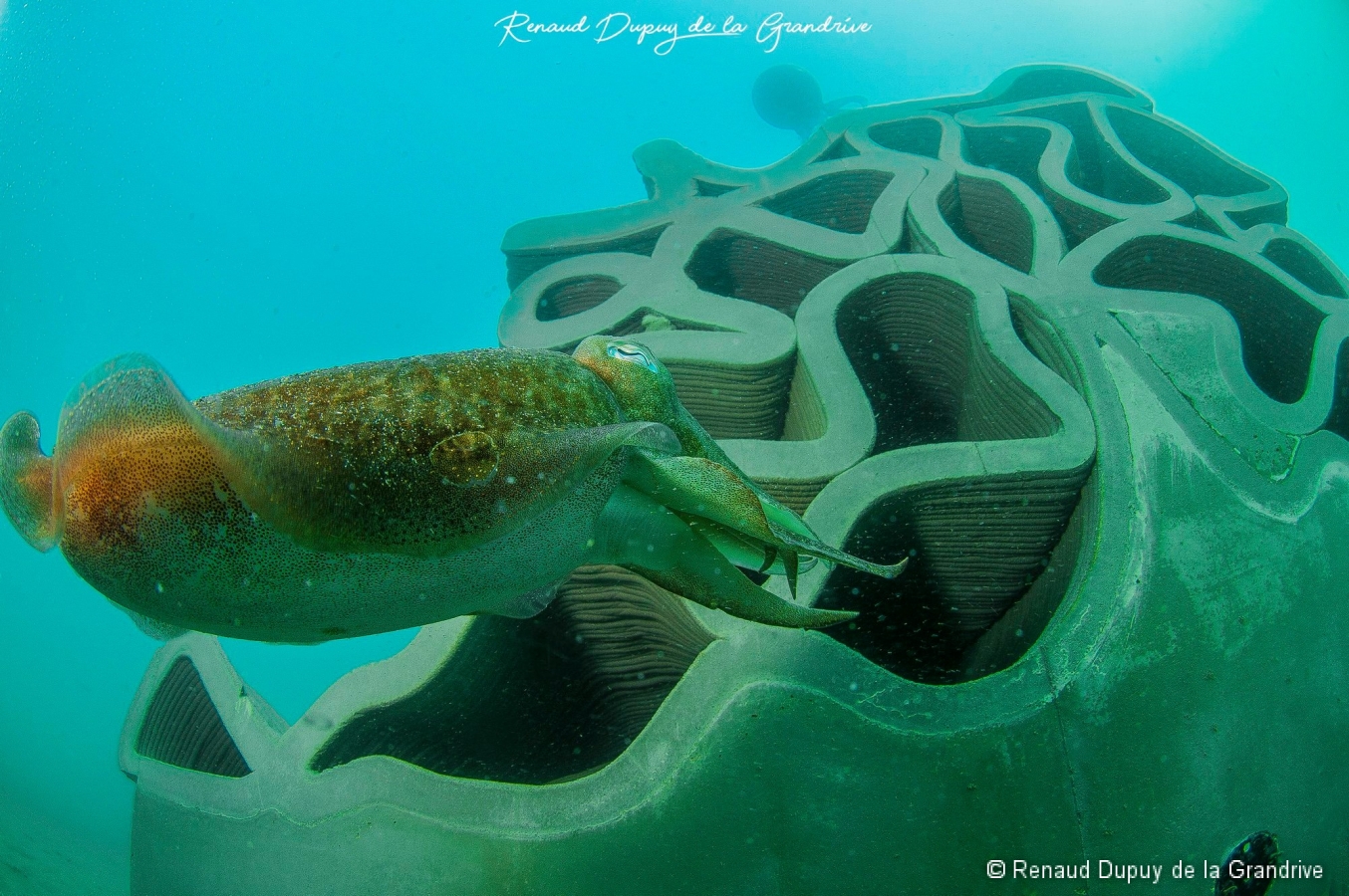 X-Reef