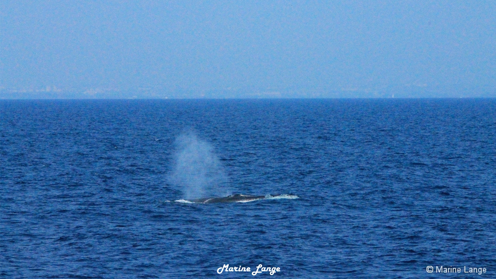 Souffle du rorqual commun en surface