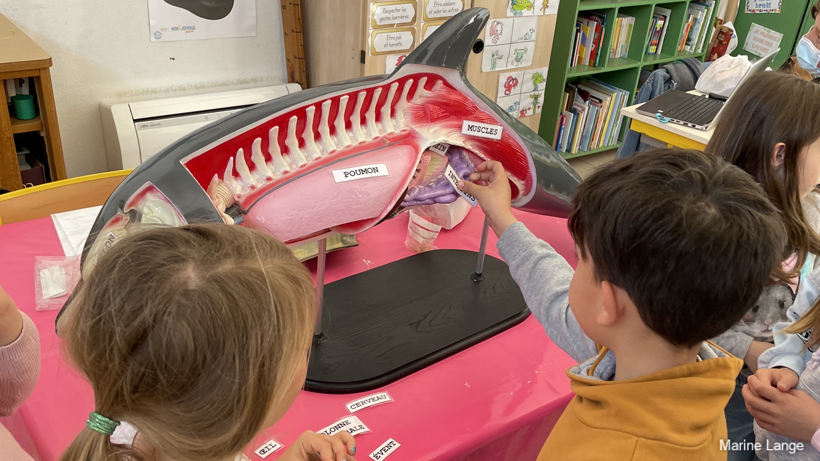 Travail sur une maquette de dauphin