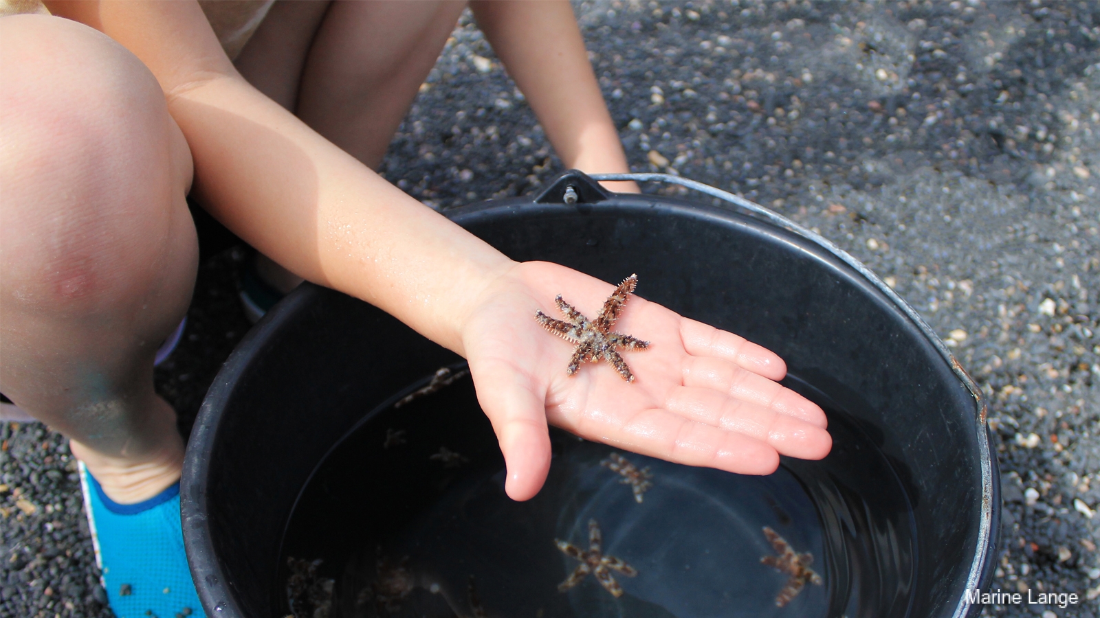 Découverte de la faune des petits fonds au travers d'une pêche à pied