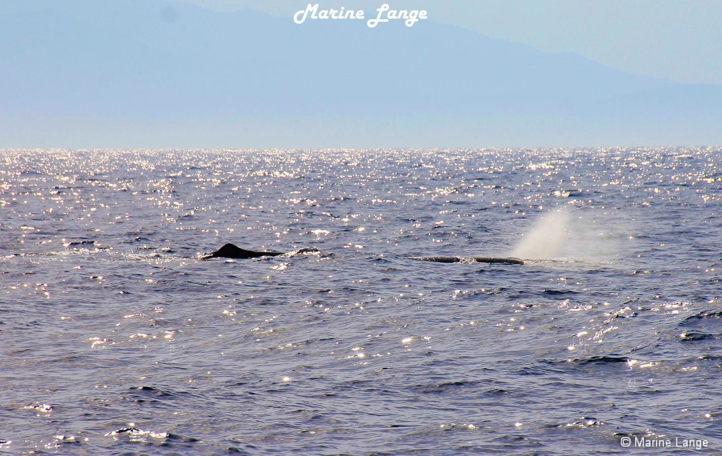 Souffle du cachalot en surface