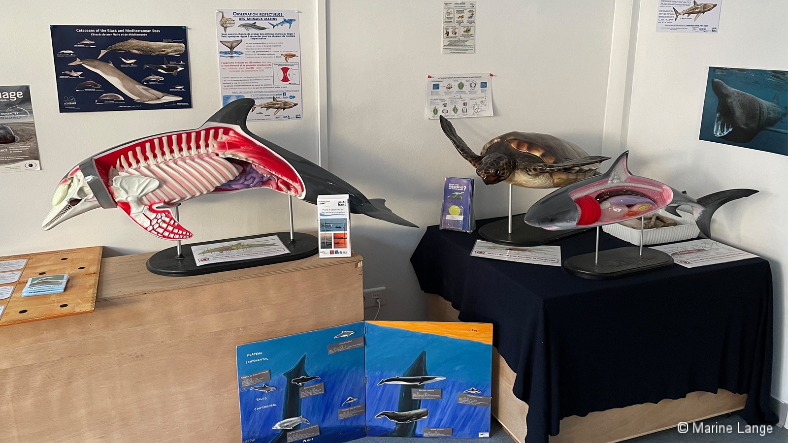Maquettes d'animaux marins