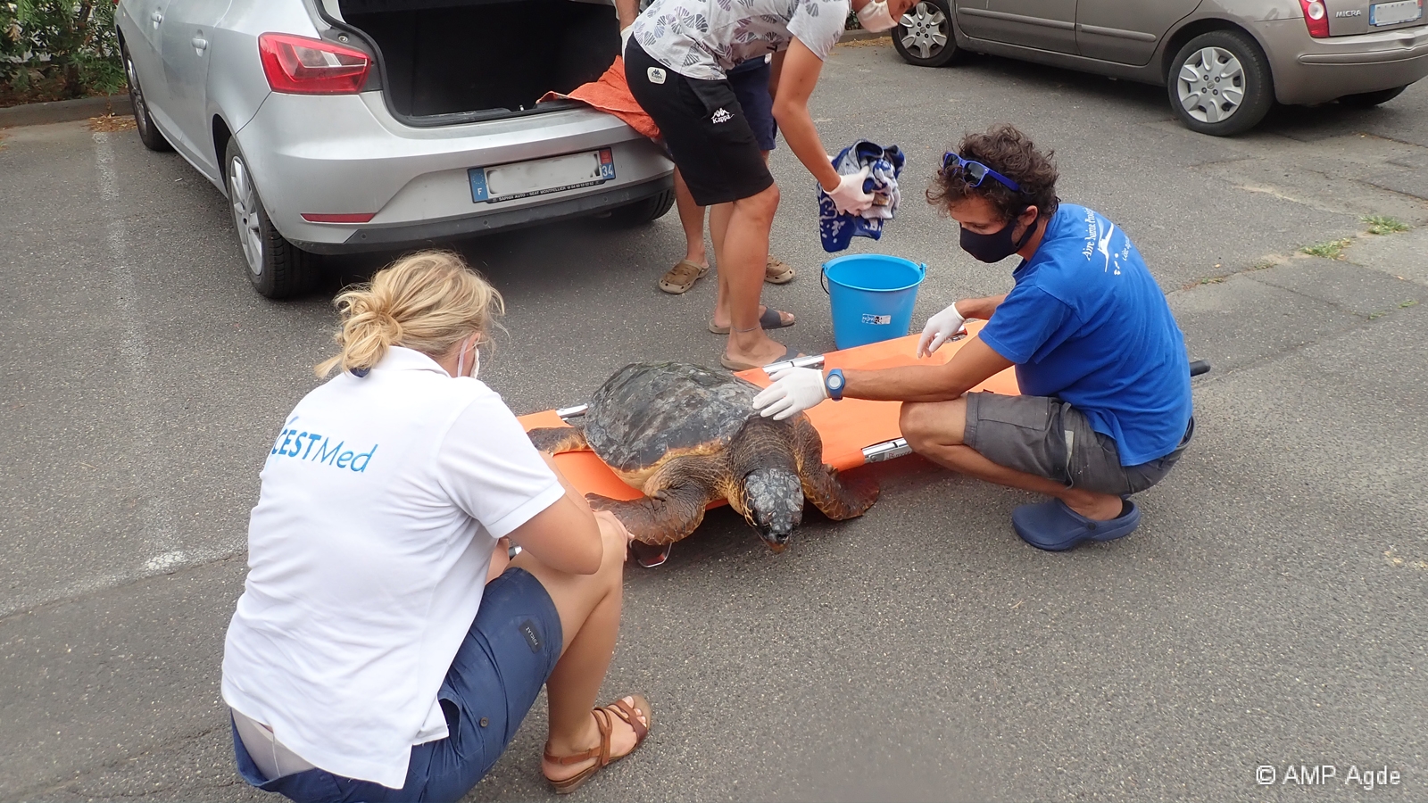 Tortue caouanne en difficulté prise en charge par l'AMP agathoise et le CestMed