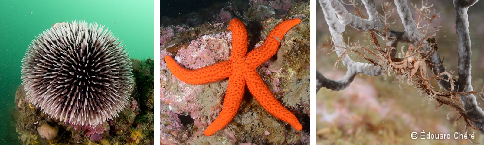 Oursin granuleux (à gauche), étoile de mer rouge (au centre) et comatule (à droite)