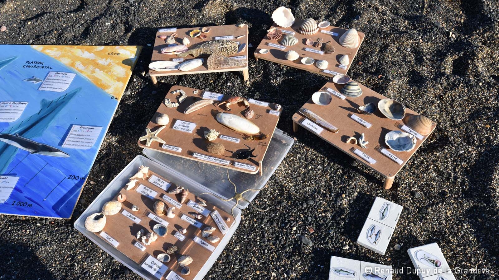 À la découverte des coquillages et autres laisses de mer