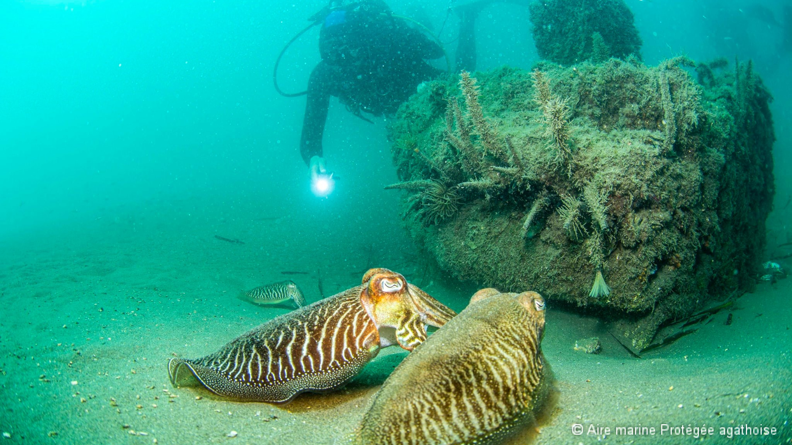 Seiche autour du XReef