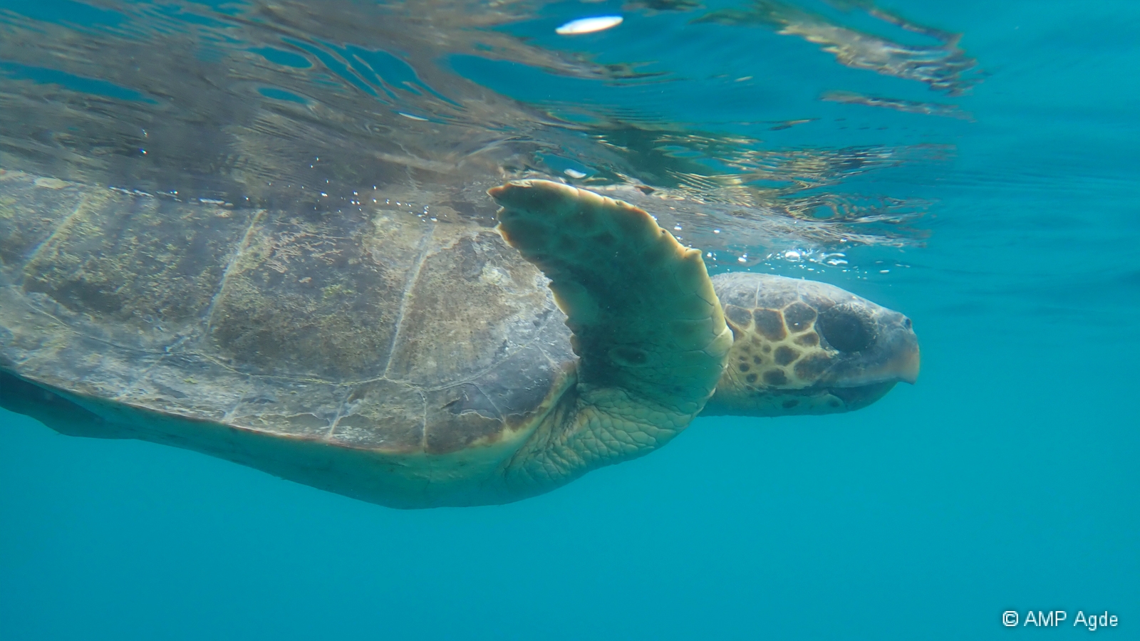 Tortue caouanne
