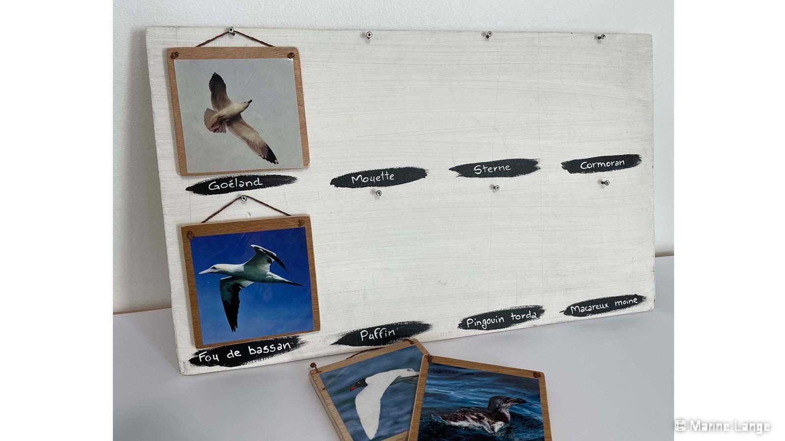 À la découverte des oiseaux marins