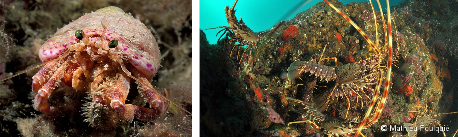 Langoustes (à droite) et bernard l'hermite du genre Dardanus (à gauche)