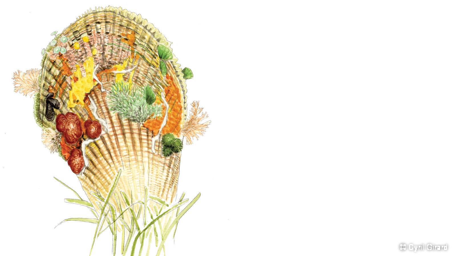 Dessin d'une coquille de grande nacre colonisée par des épibiontes