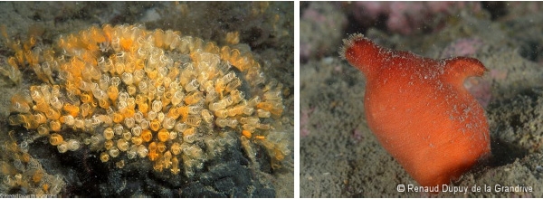 Clavelines oranges (à gauche) et ascidie rouge (à droite)