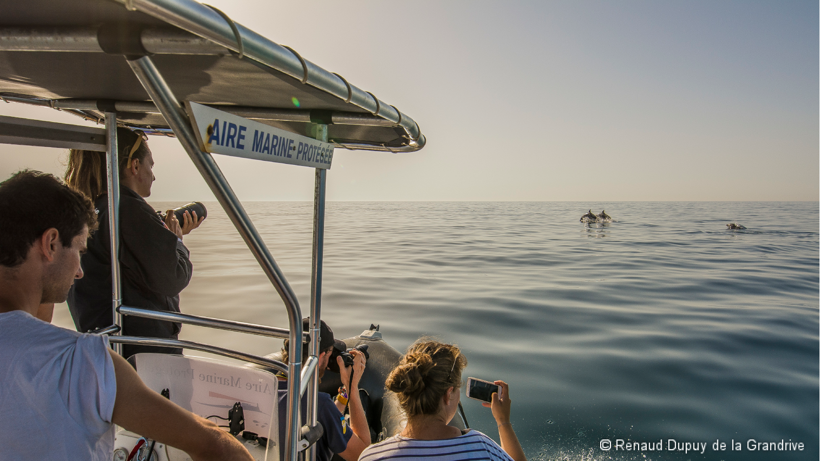 Observation lors d'une veille de grands dauphins
