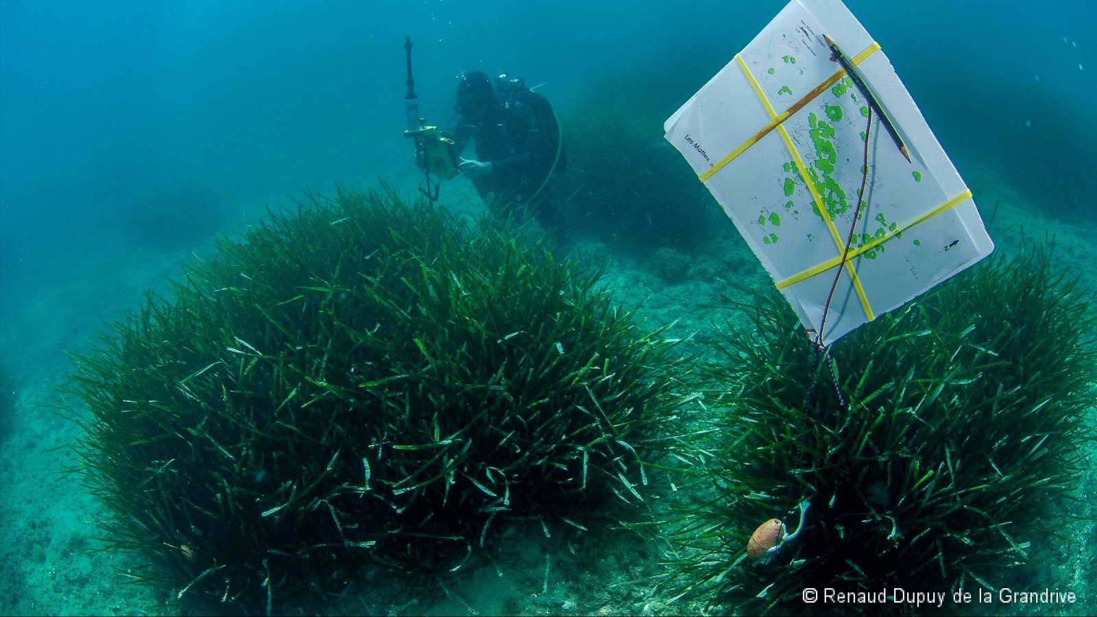 Suivi de la surface de l'herbier à l'aide du télémètre